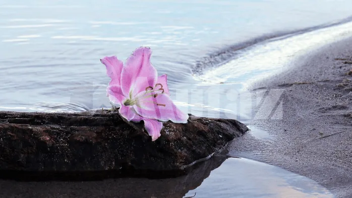 تحميل برنامج Fresh View