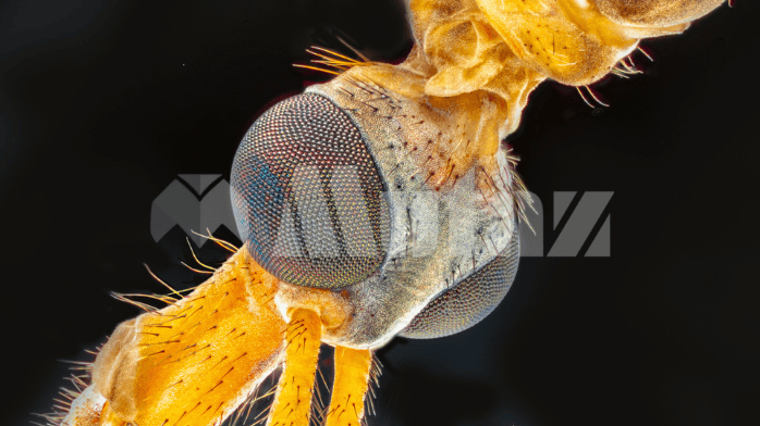 تحميل برنامج Zerene Stacker