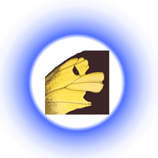 تحميل برنامج Zerene Stacker